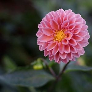 Meet your Posher, Carla